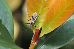 Image of Biasticus flavus (Distant 1903)