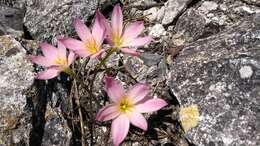 Image of Zephyranthes brevipes Standl.