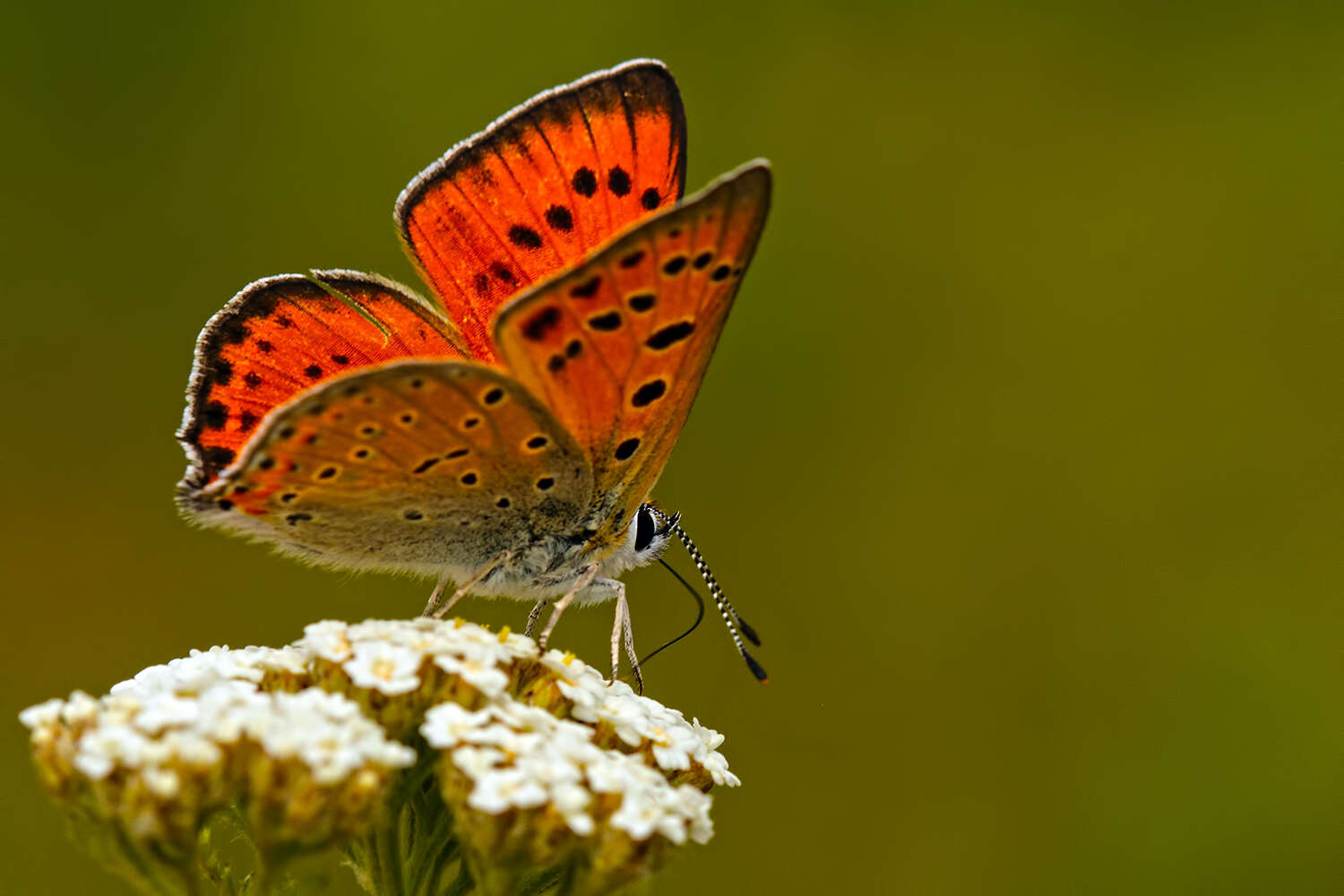 Image de Lycaena asabinus (Herrich-Schäffer (1851))