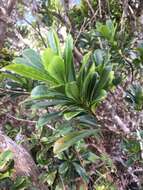 Image of Koolau Range Cheesewood