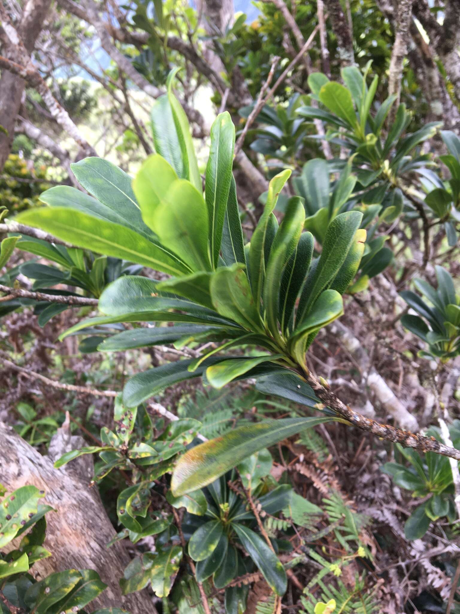 Image of Koolau Range Cheesewood