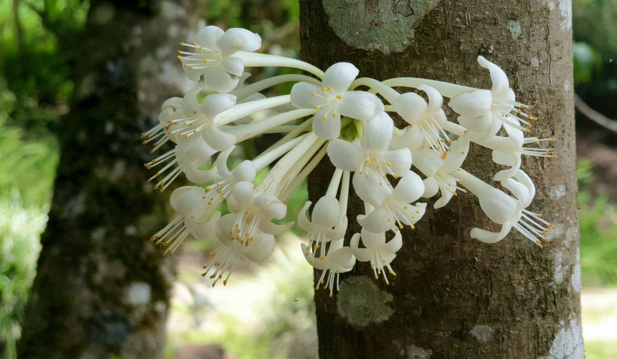Image of Phaleria clerodendron F. Müll. ex Benth.