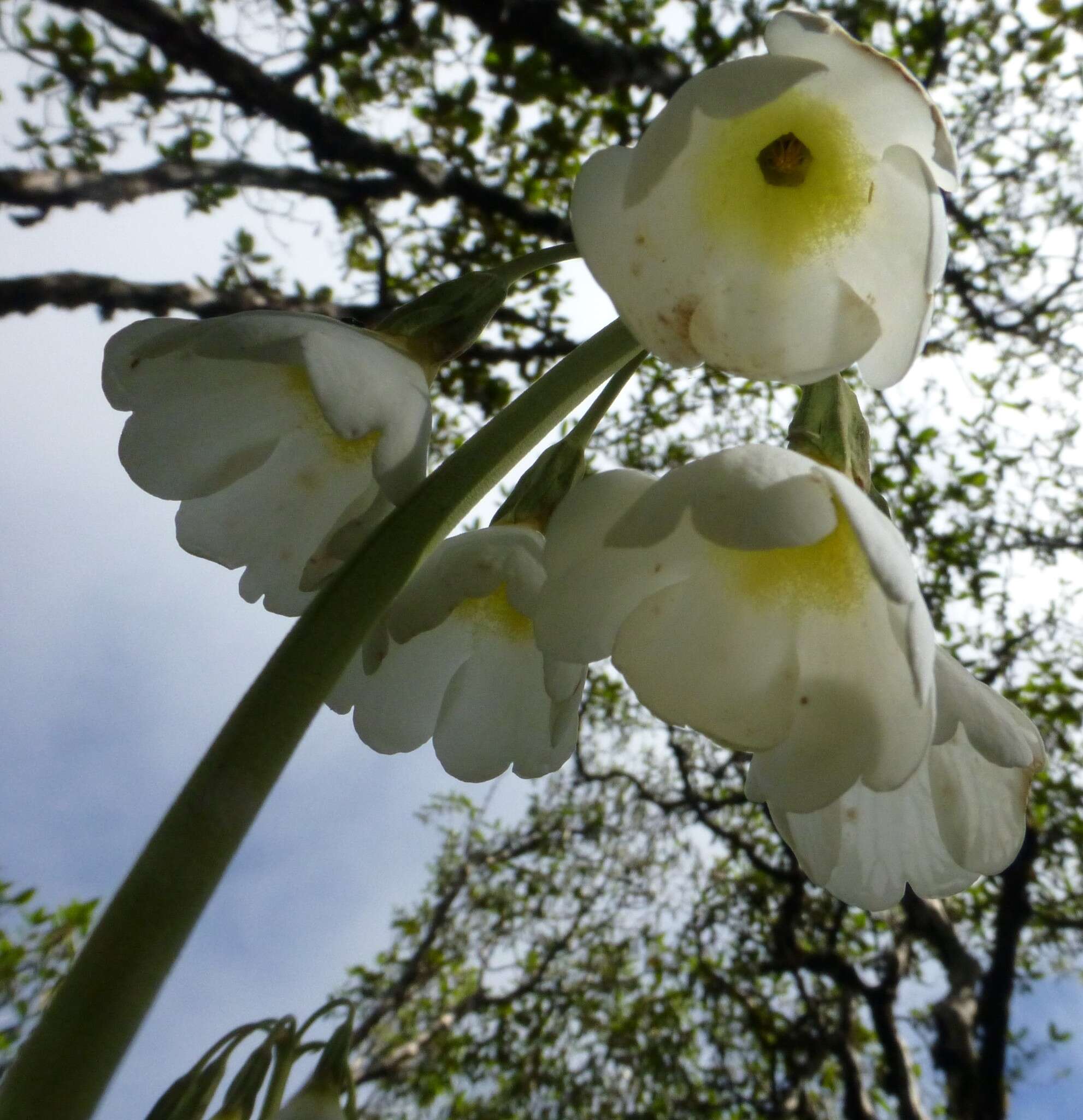 Plancia ëd Primula obliqua W. W. Sm.