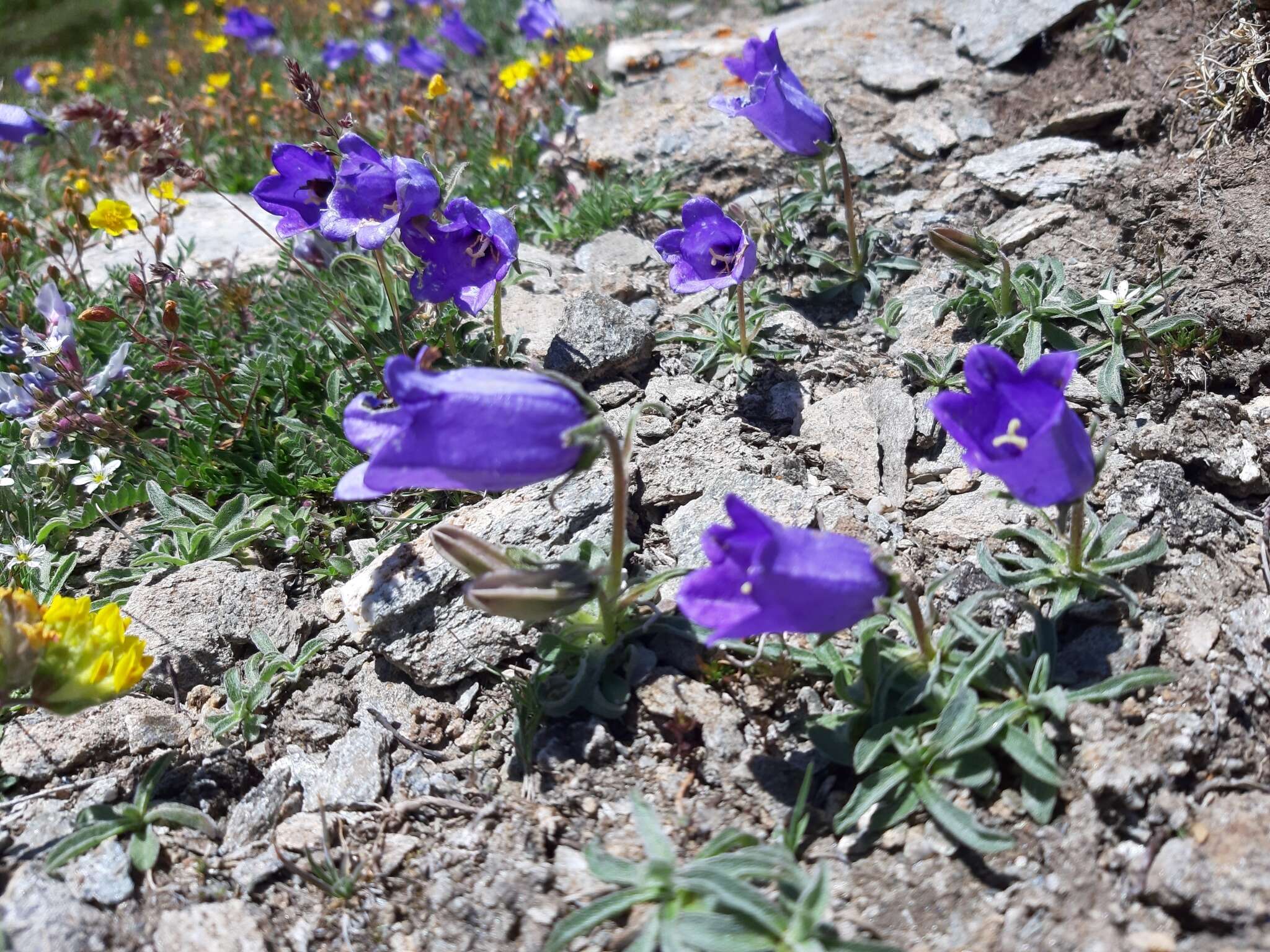 Image of Provence Bellflower