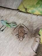 Image of Steindachner's Robber Frog; ra-da-mata