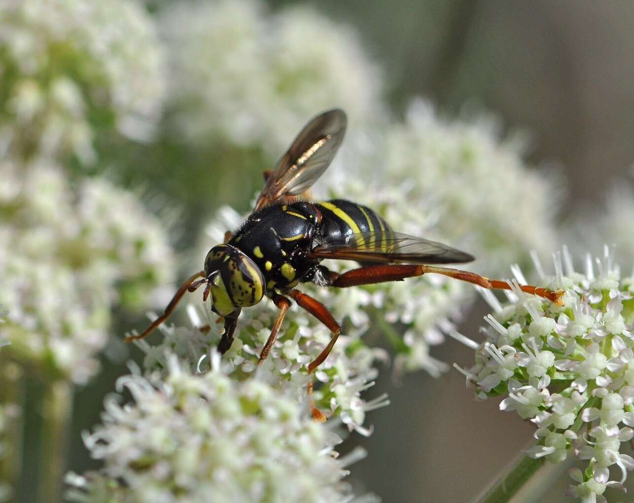 Image of Spilomyia diophthalma (Linnaeus 1758)