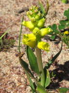 Image of Lachenalia mathewsii W. F. Barker