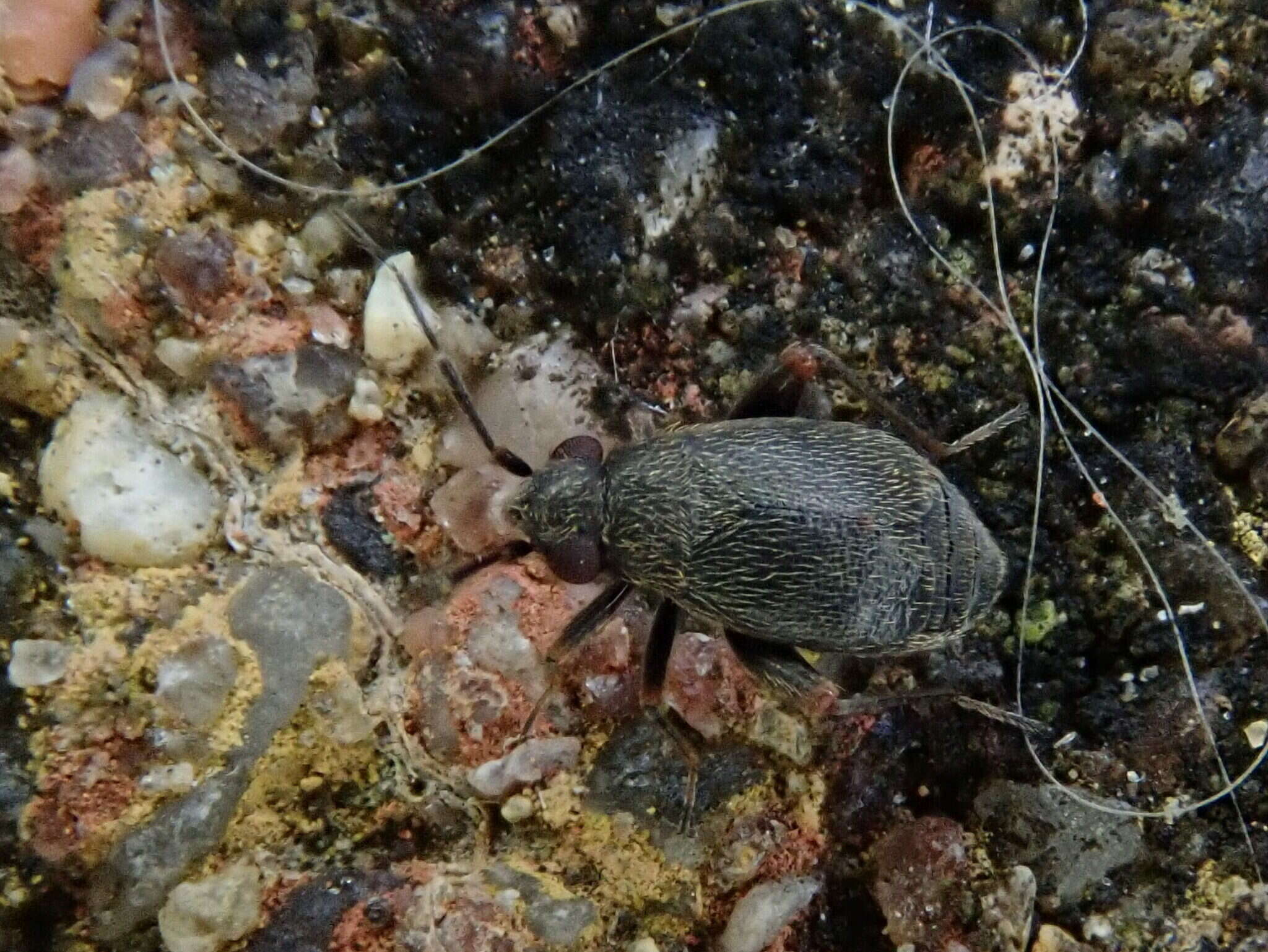 Слика од Chlamydatus evanescens (Boheman 1852)