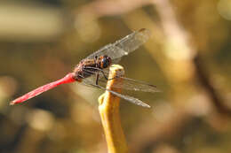 Image of Orthetrum villosovittatum (Brauer 1868)