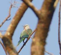 Image of Blue-winged Parakeet