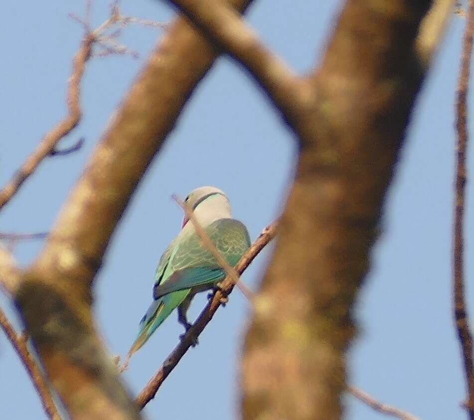 Image of Blue-winged Parakeet