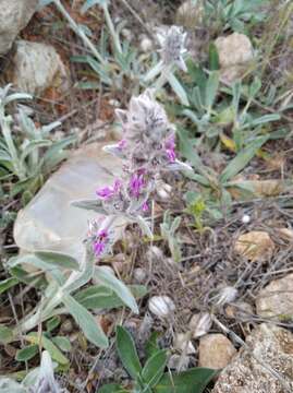 Stachys cretica L. resmi