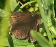 Image of Blind Ringlet