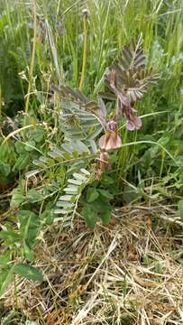 Image of Vicia pannonica subsp. striata