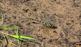 Image of Zebra Clubtail