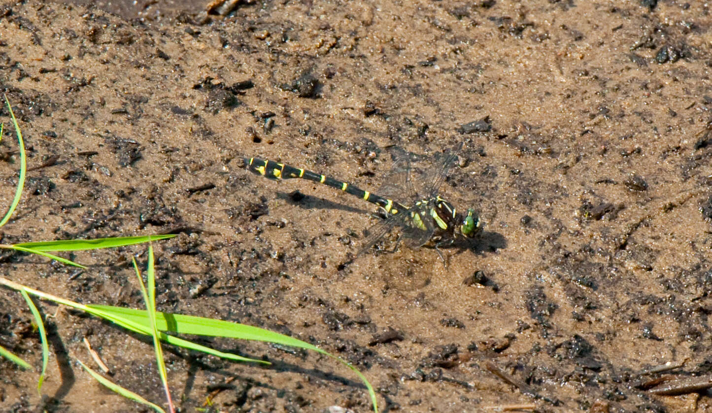 Image of Zebra Clubtail