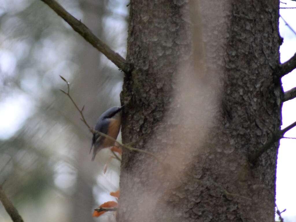 Image of Eurasian Nuthatch