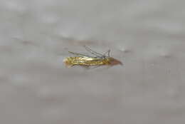 Phyllonorycter messaniella (Zeller 1846)的圖片