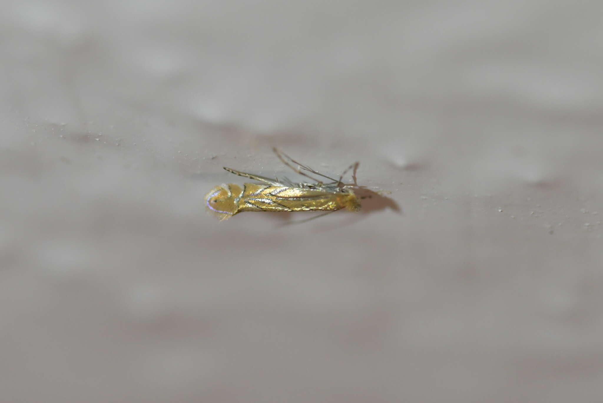 Phyllonorycter messaniella (Zeller 1846)的圖片