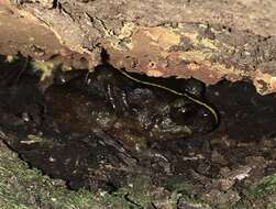 Image of Emilio's Ground Frog