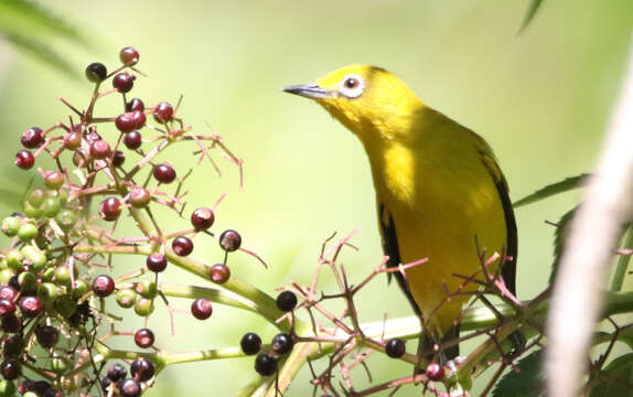 Imagem de Zosterops citrinella unicus Hartert 1897