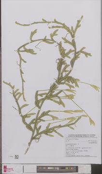 Image of clubmoss