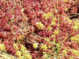 Imagem de Sphagnum magellanicum Bridel 1798