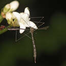 Image of Elephantomyia (Elephantomyodes) fumicosta Alexander 1922