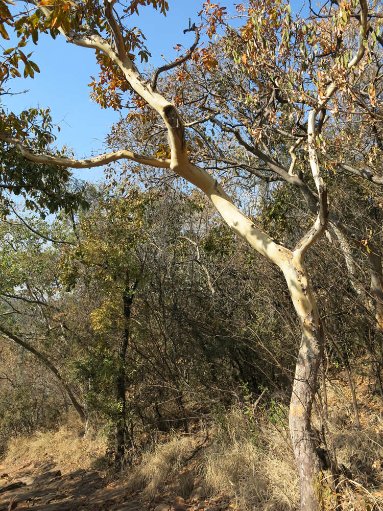 Image of Ochna pulchra Hook.