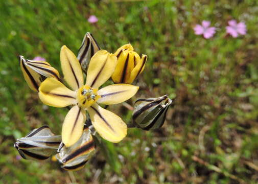 Sivun Triteleia ixioides subsp. unifolia L. W. Lenz kuva