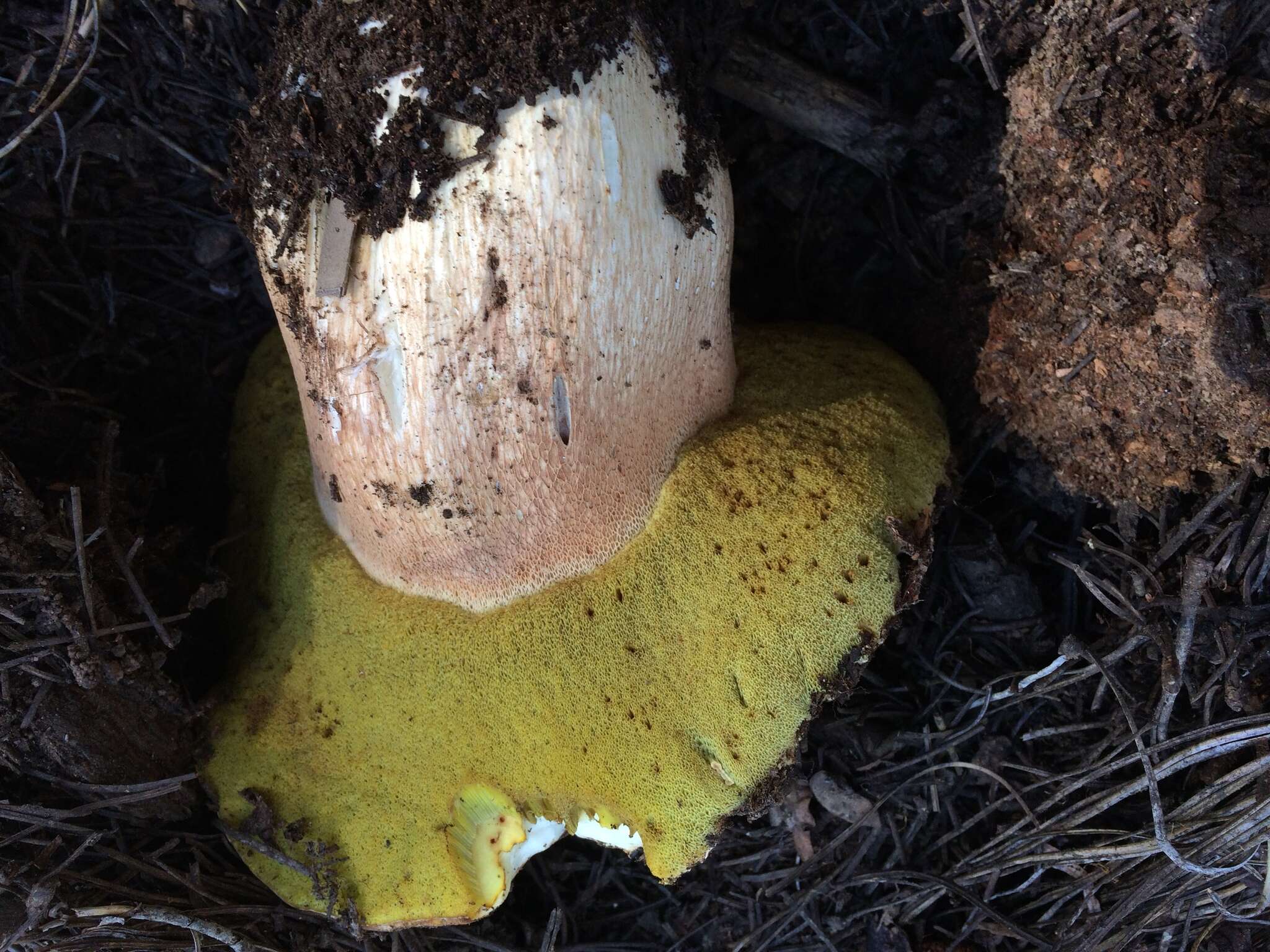 Image of Boletus rex-veris D. Arora & Simonini 2008