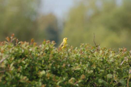 Image of Western Yellow Wagtail