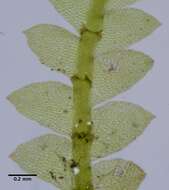 Image of Calypogeia fissa subsp. neogaea R. M. Schust.