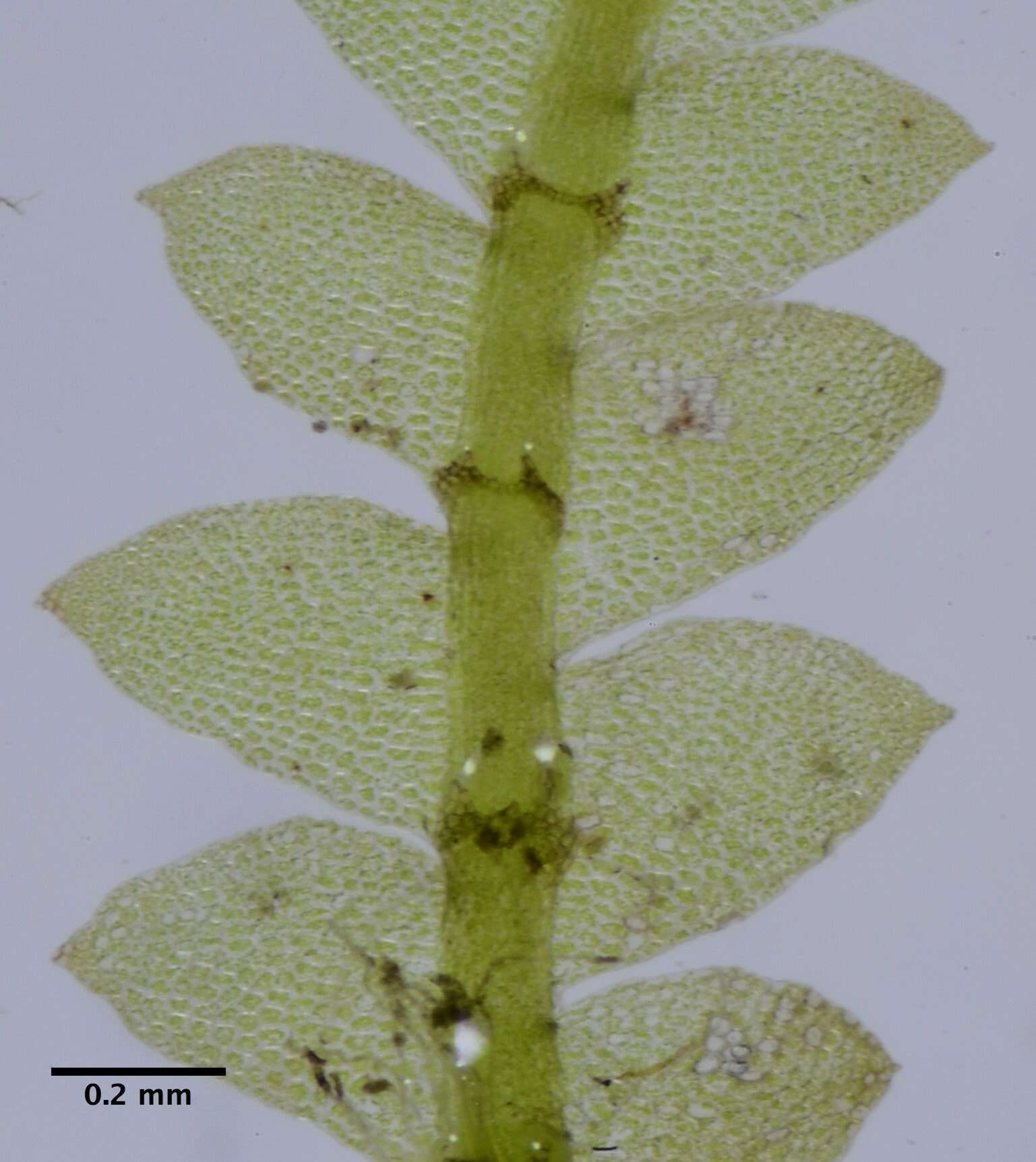 Image of Calypogeia fissa subsp. neogaea R. M. Schust.