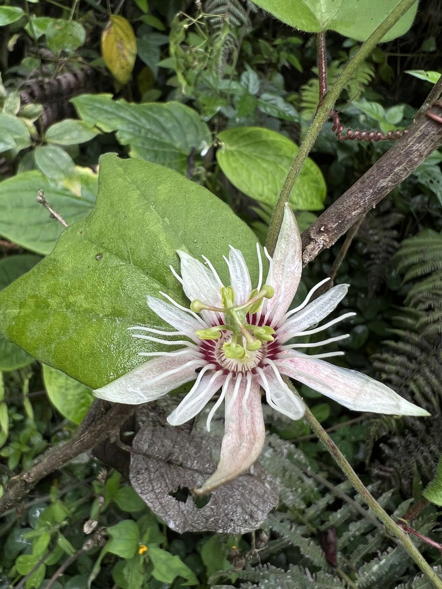 Image of Passiflora cisnana Harms