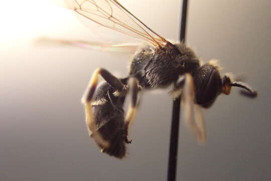 Image of Basal Masked Bee