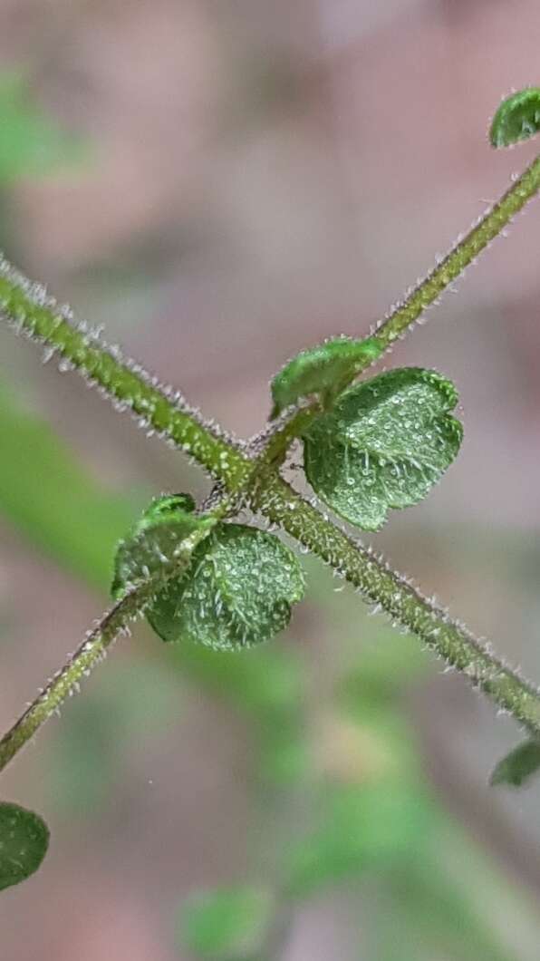 Image of Violet Mint-bush