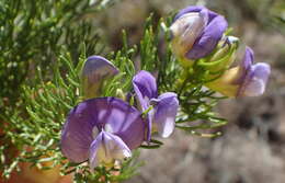 Image of Psoralea speciosa Eckl. & Zeyh.