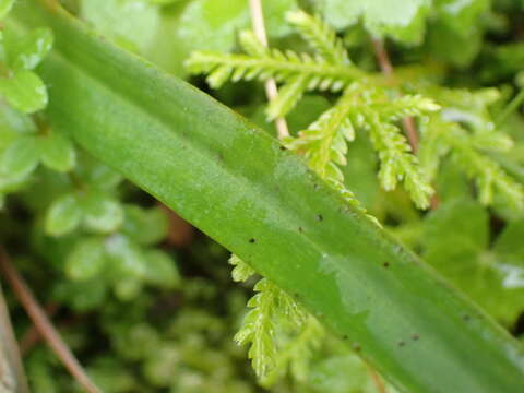 Image de Platanthera devolii (T. P. Lin & T. W. Hu) T. P. Lin & K. Inoue