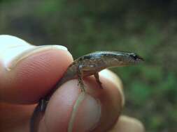 Image of Modest Ground Skink