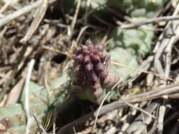 Image of Ceropegia articulata subsp. articulata