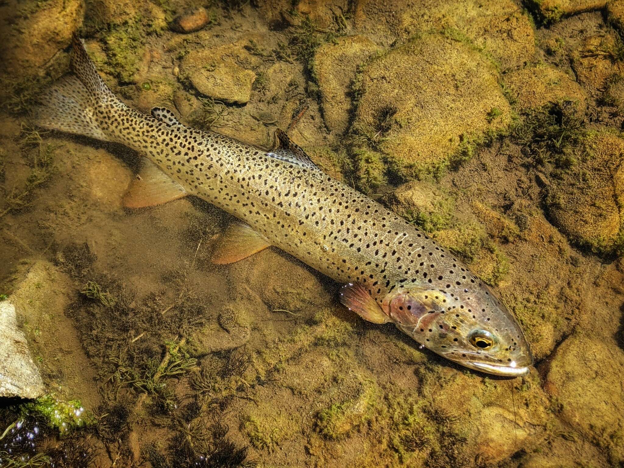 Image of Oncorhynchus clarkii utah (Suckley 1874)