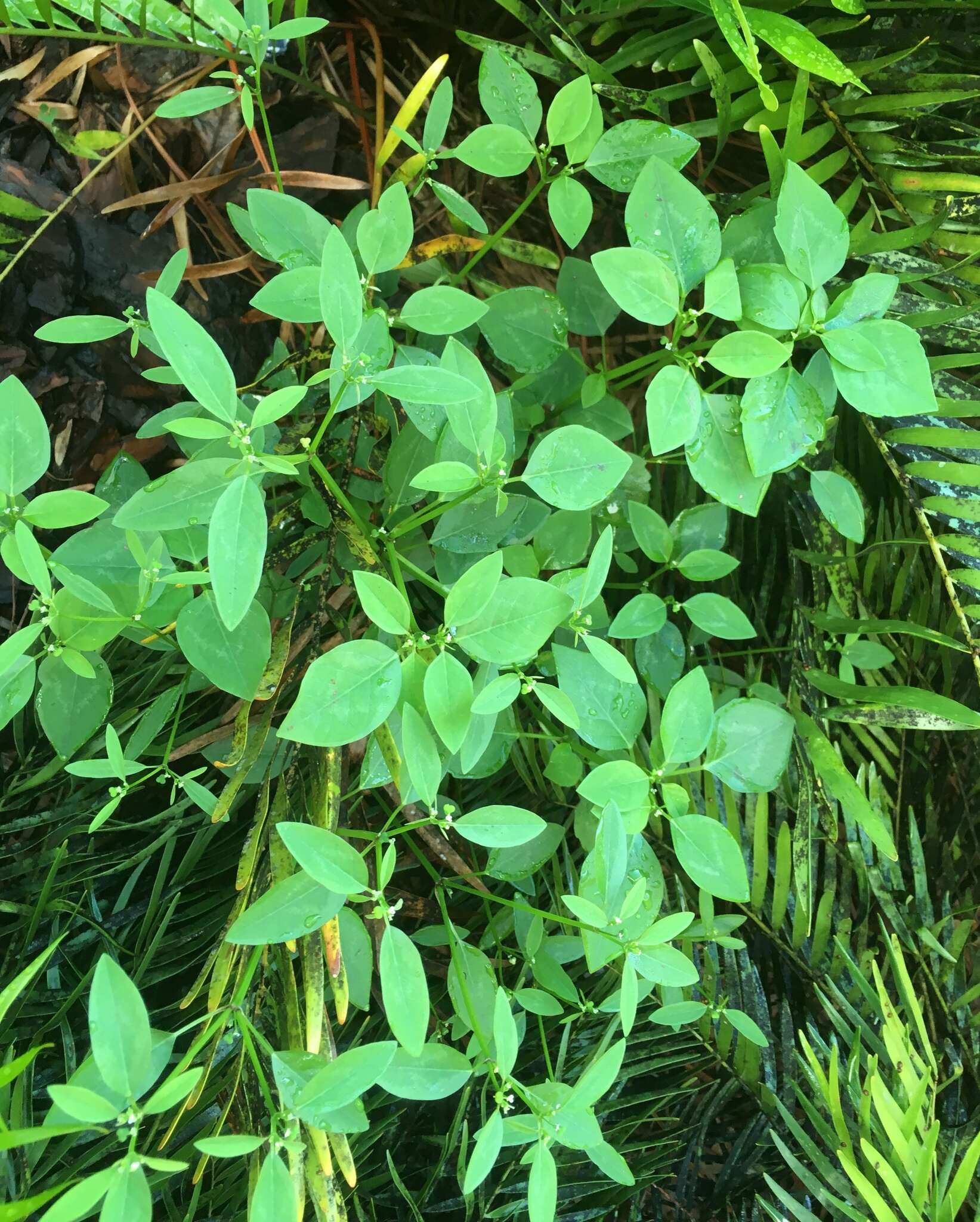 Image of grassleaf spurge