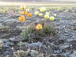 Image of Papaver schamurinii V. V. Petrovskii