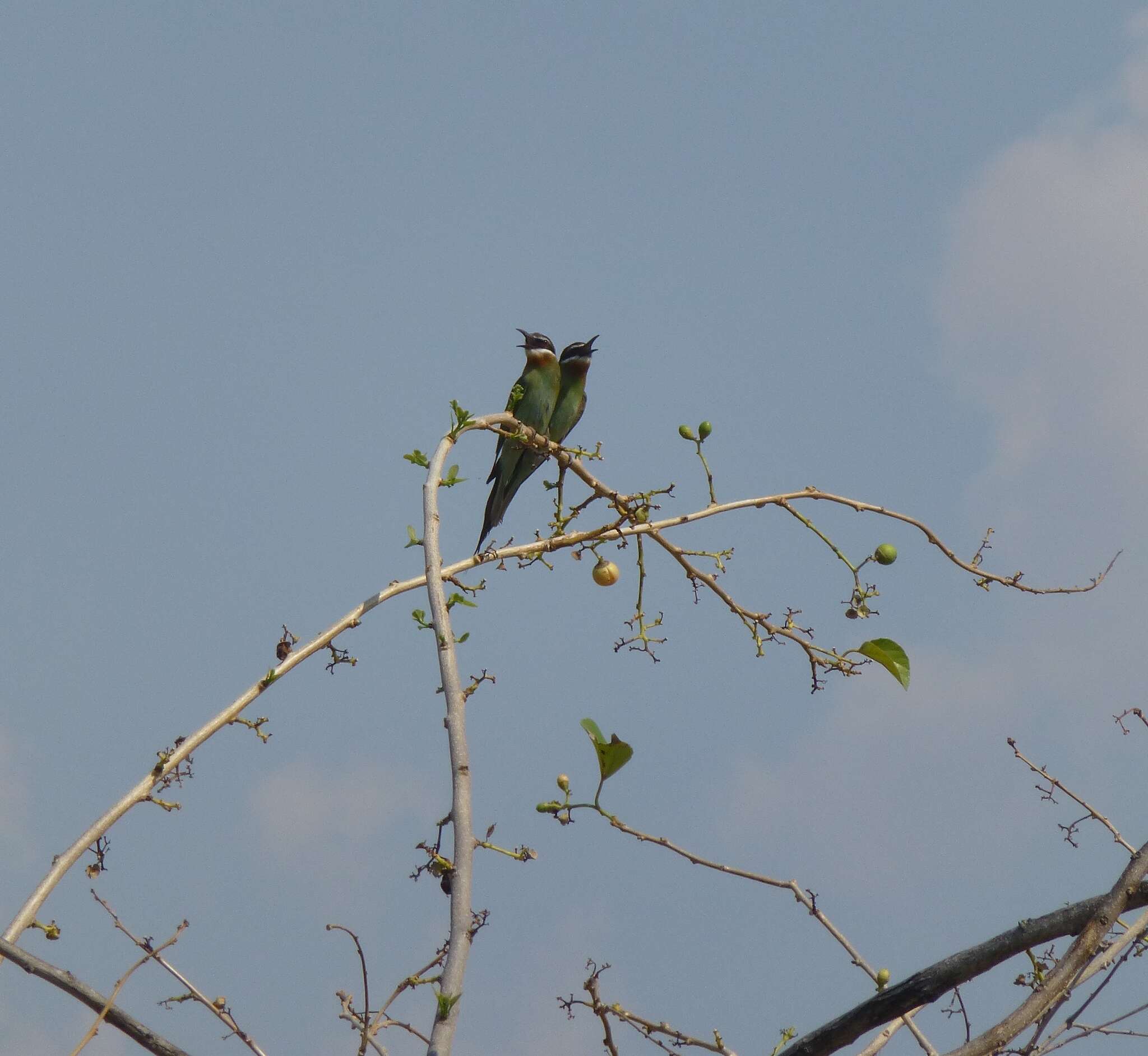 Image of Blue-cheeked Bee-eater