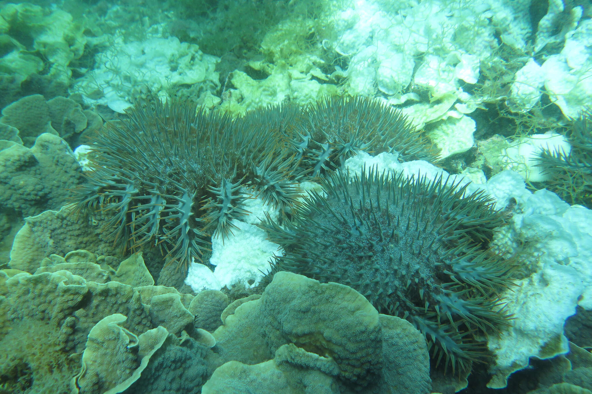 Image of crown of thorns starfish