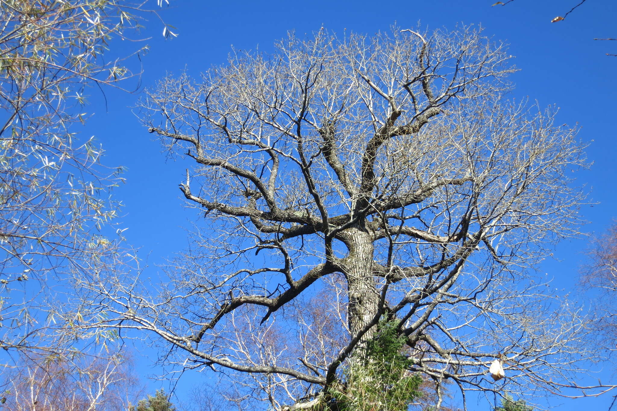 Image of Japanese poplar