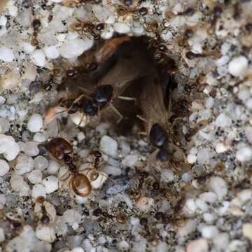 Image of Pheidole barbata Wheeler 1908