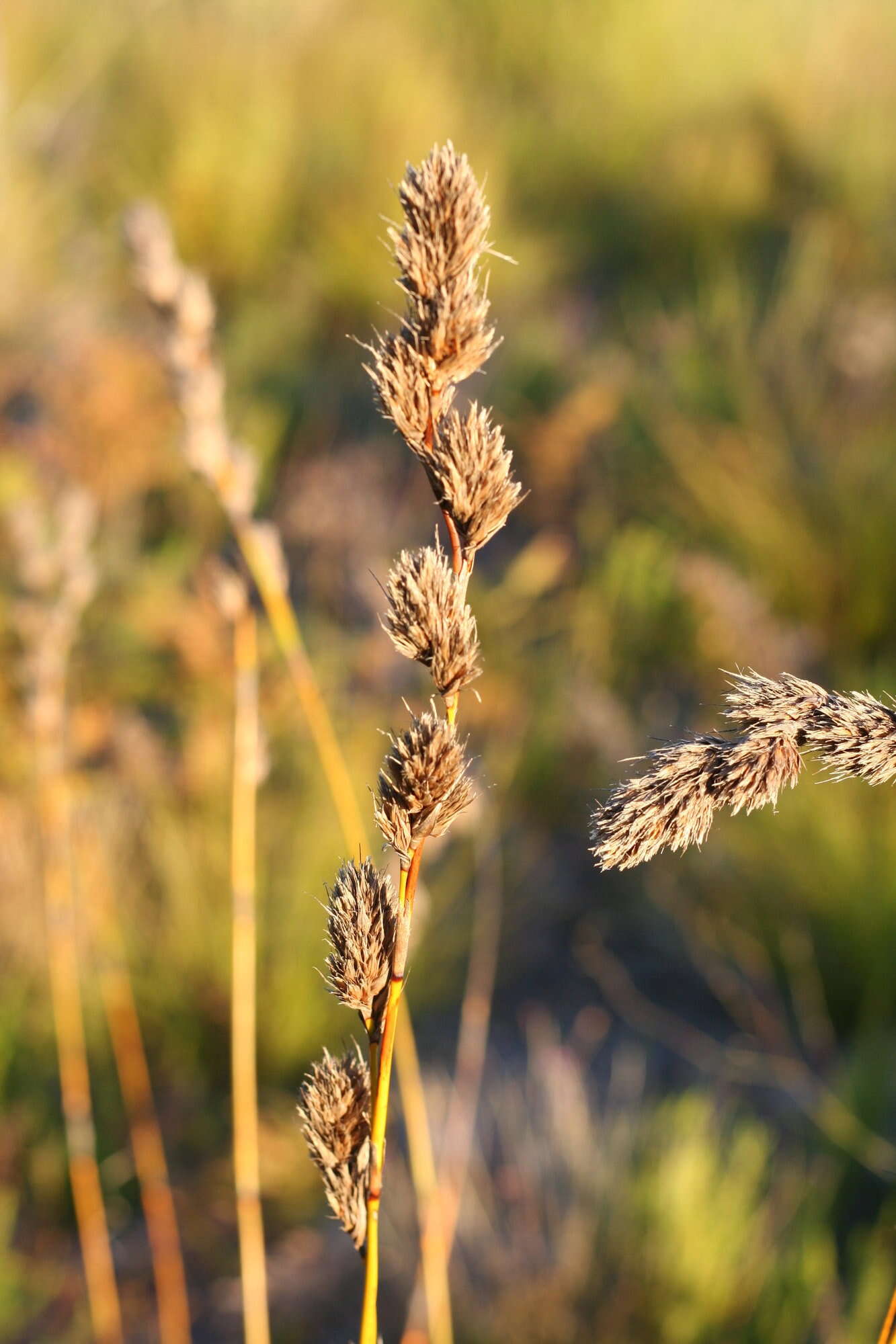 Image of Tetraria bromoides (Lam.) H. Pfeiff.