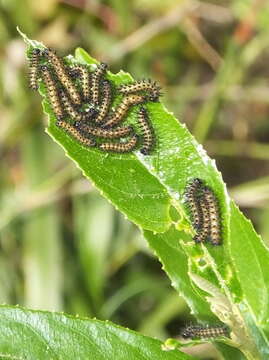 Image of Acraea horta Linnaeus 1764